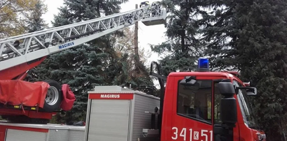 Trzycierz- drzewo stwarza zagrożenie przy szkole podstawowej