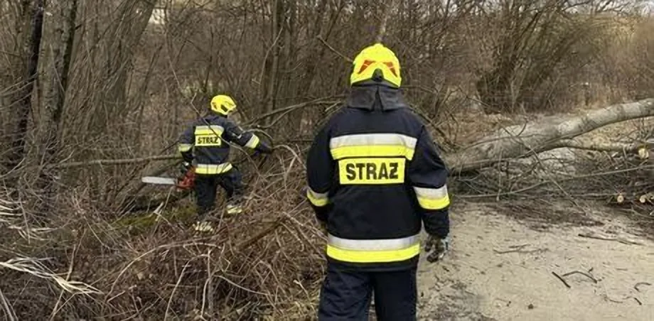 Korzenna - powalone drzewo na drogę gminną